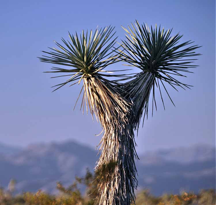 joshua trees